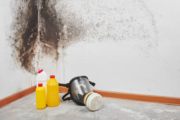 Best Residential Mold Removal  in Granite City, IL