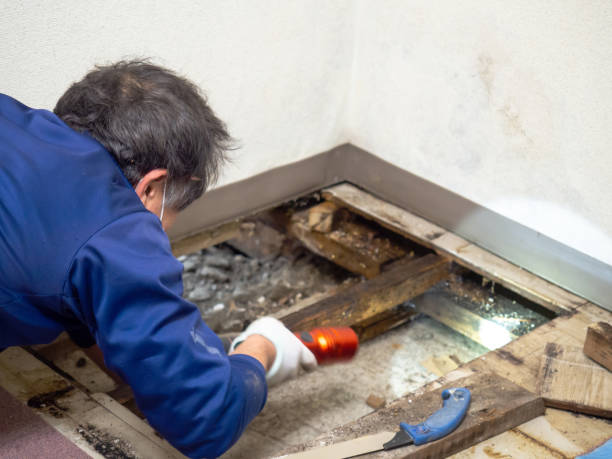 Certified Mold Removal in Granite City, IL