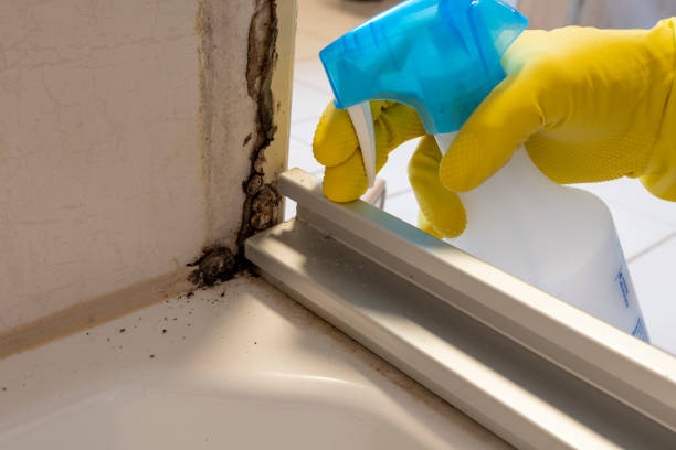 Mold Removal and Inspection in Granite City, IL
