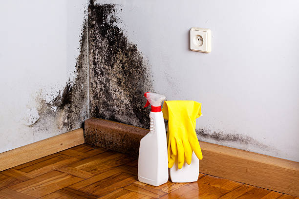 Best Mold Removal Process  in Granite City, IL