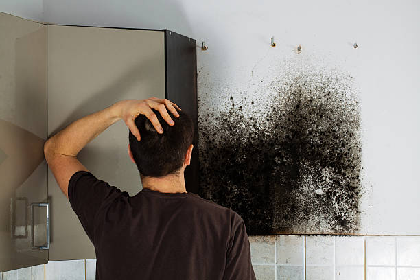 Mold Testing and Removal in Granite City, IL